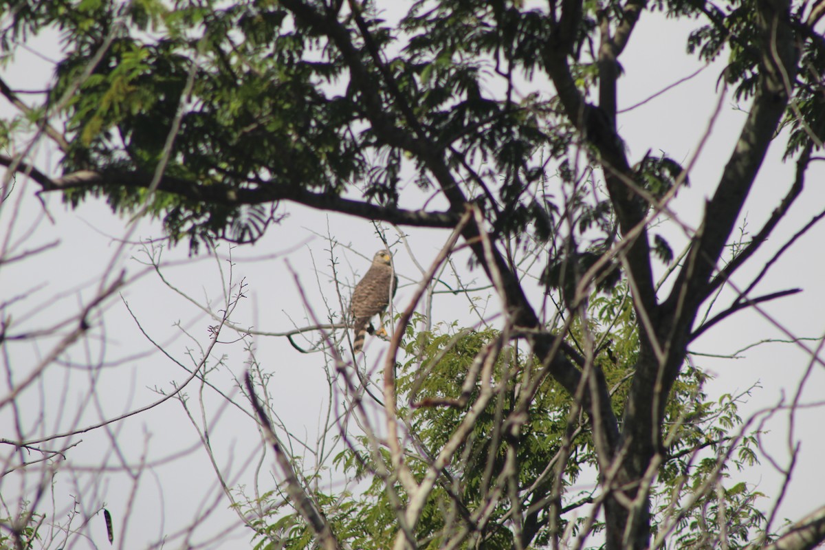 Roadside Hawk - ML644095086
