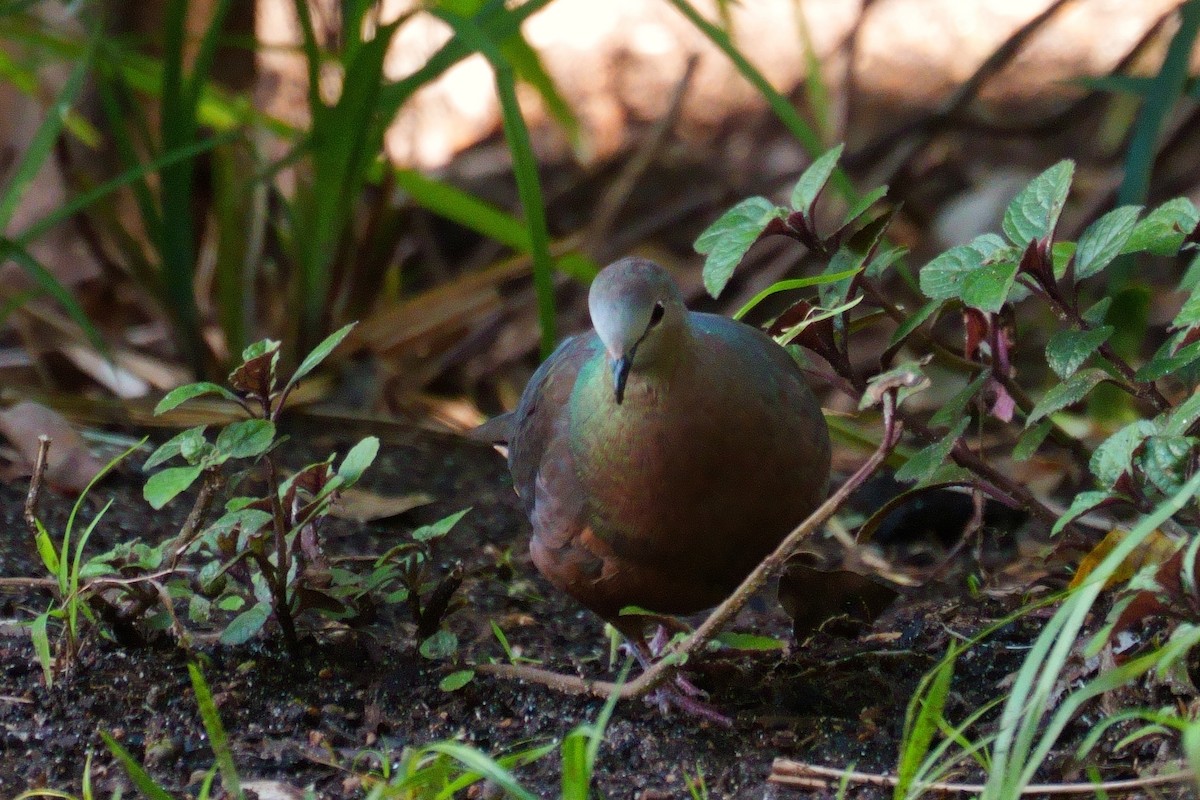 Lemon Dove - ML644095088