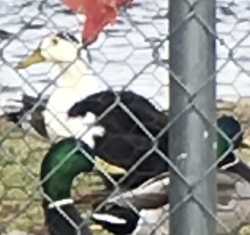 Mallard (Domestic type) - ML644095089