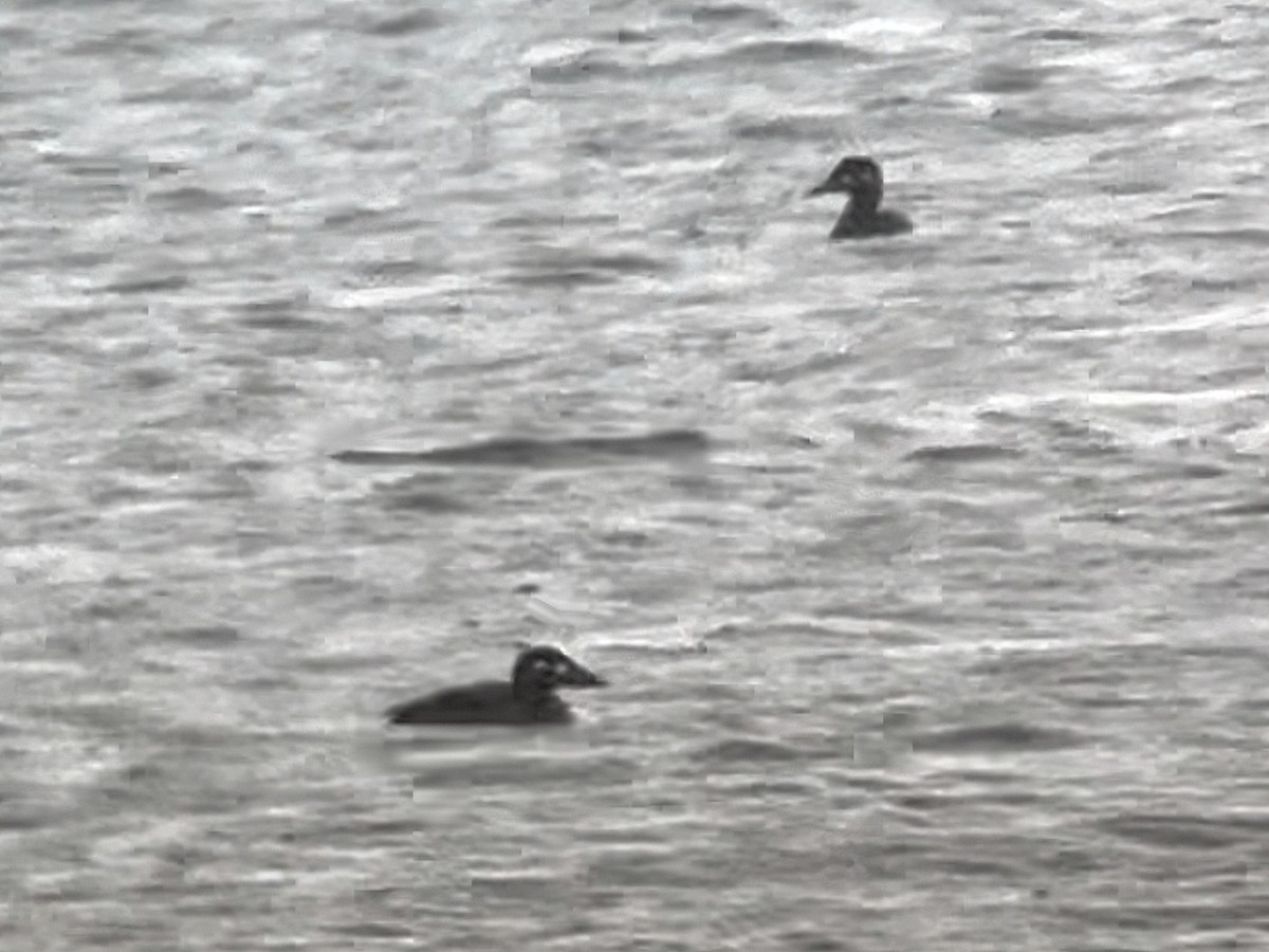 Surf Scoter - ML644095090