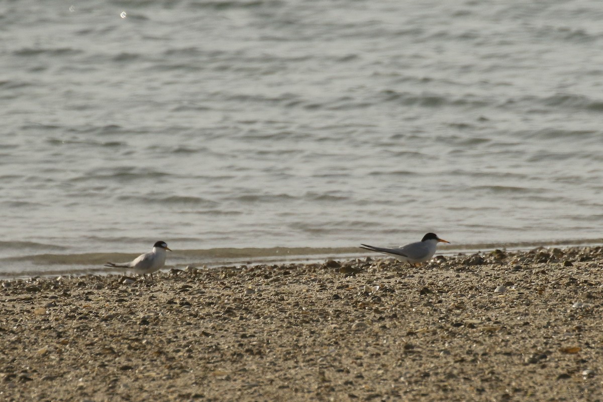 Little Tern - ML644095092