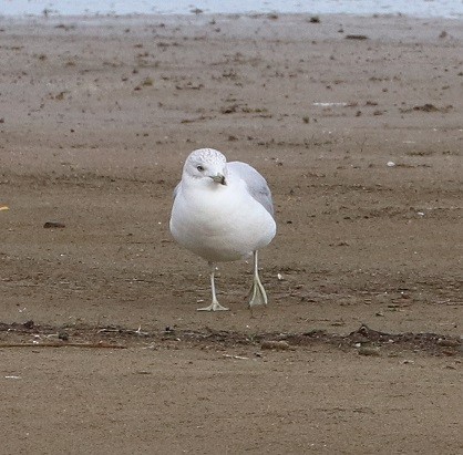 Ring-billed Gull - ML644095095