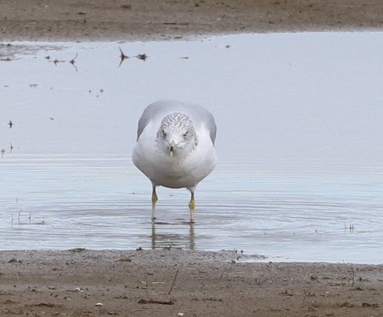 Ring-billed Gull - ML644095096