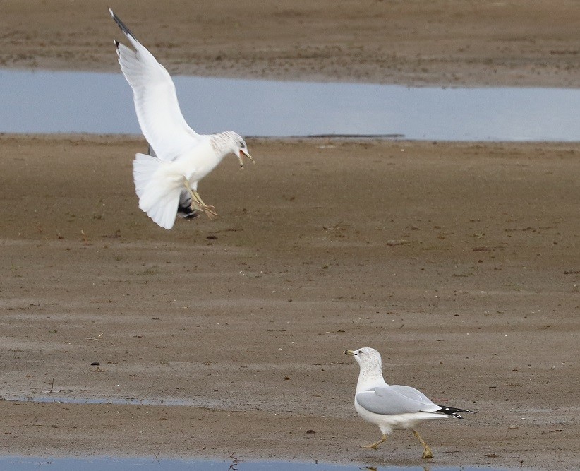 Ring-billed Gull - ML644095097