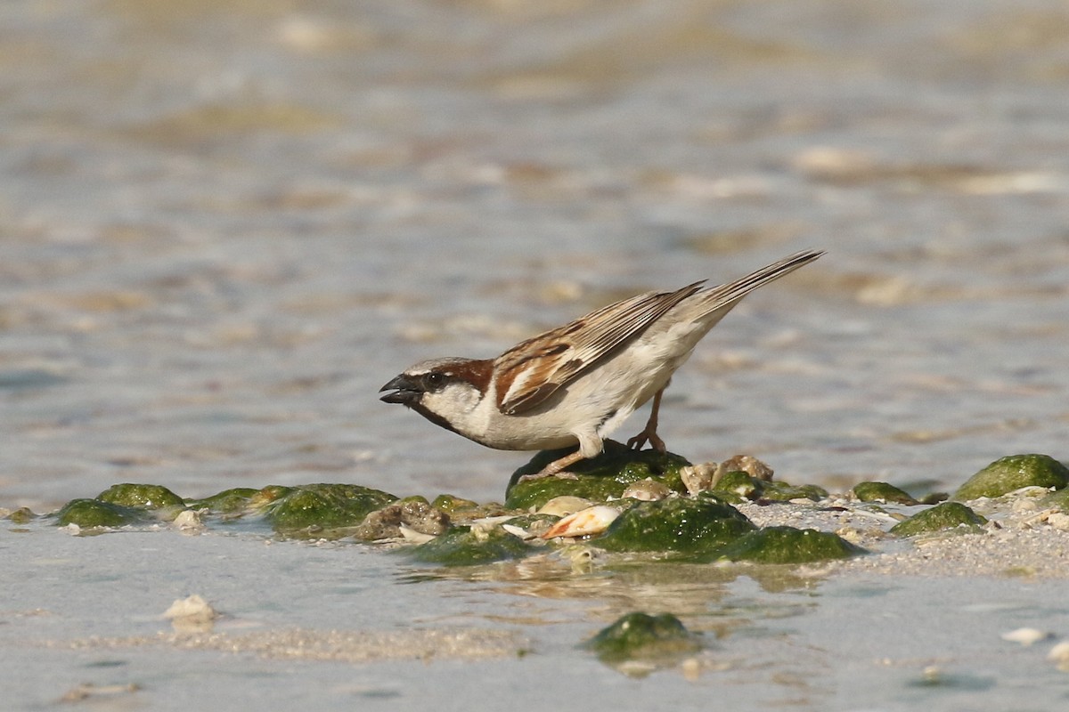 House Sparrow - ML644095107