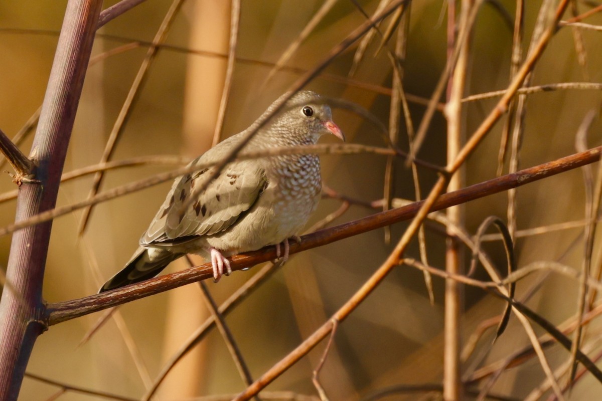 Common Ground Dove - ML644095123