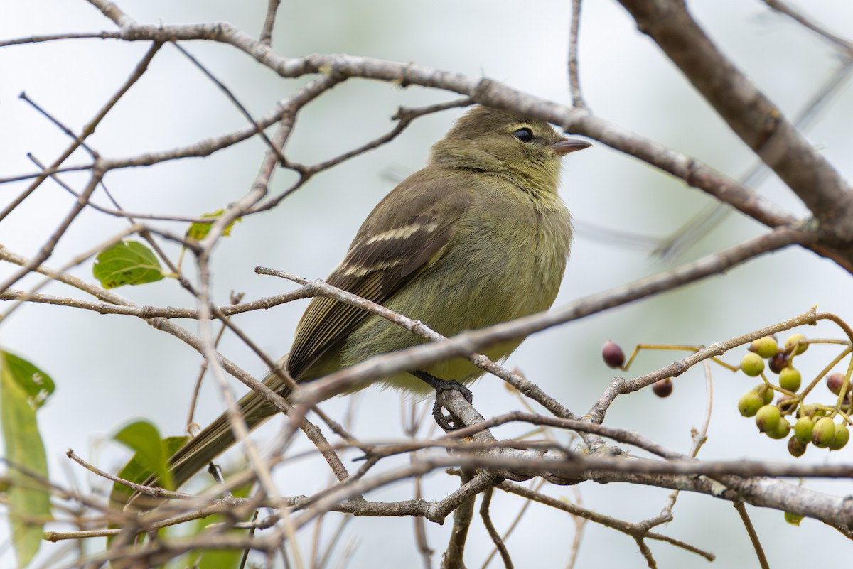 Highland Elaenia - ML644095124