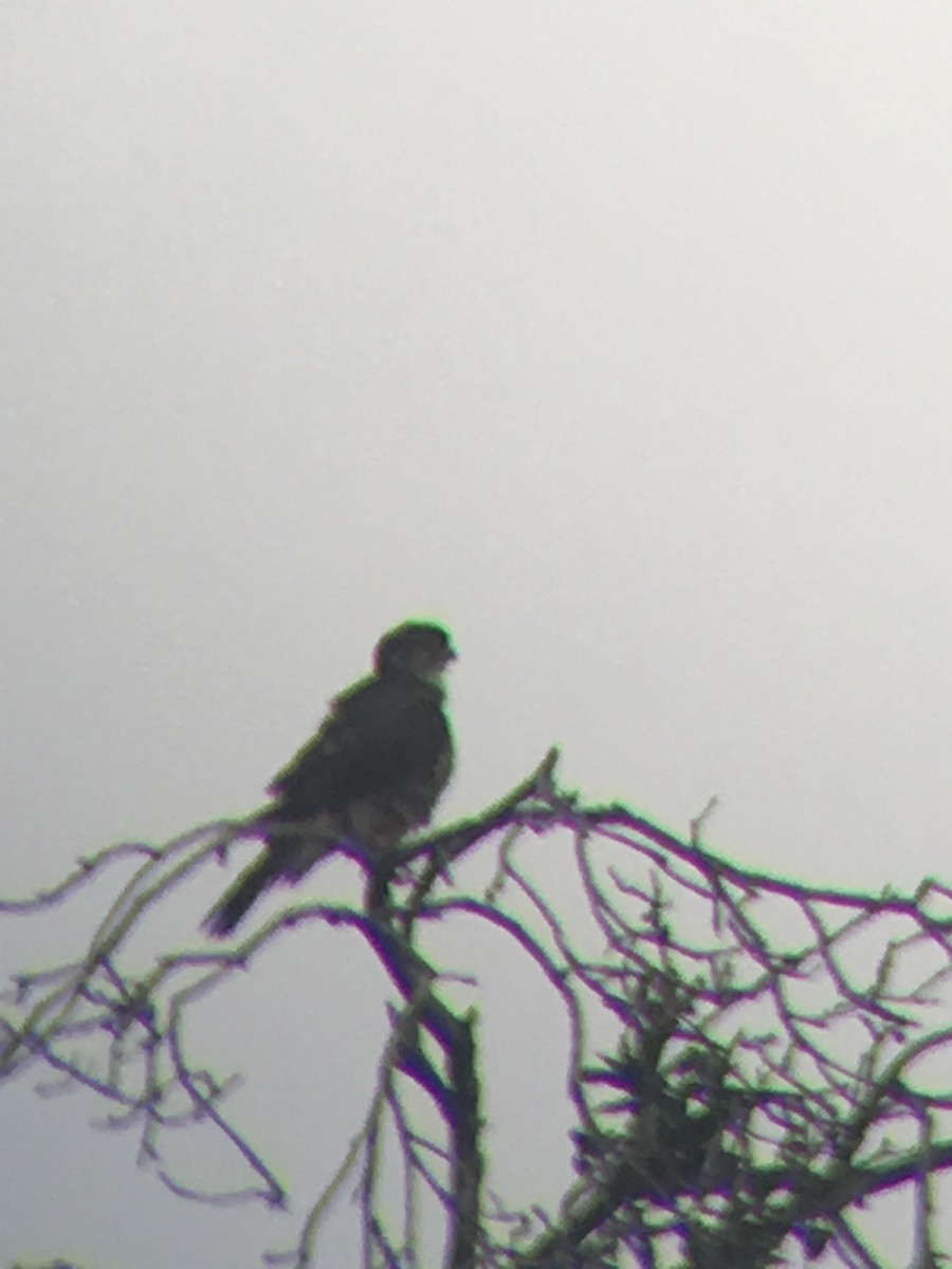 Merlin (Taiga) - ML644095125