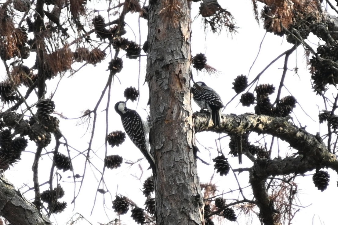 Red-cockaded Woodpecker - ML644095132