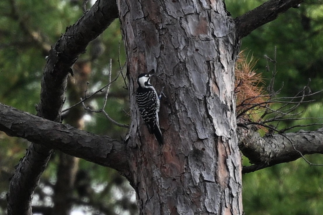 Red-cockaded Woodpecker - ML644095133