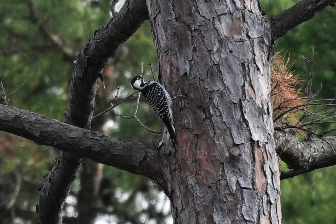 Red-cockaded Woodpecker - ML644095134