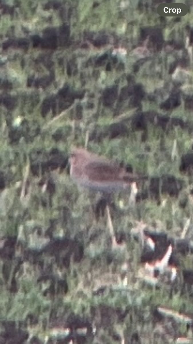 Mountain Plover - ML644095148