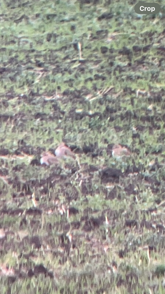 Mountain Plover - ML644095149