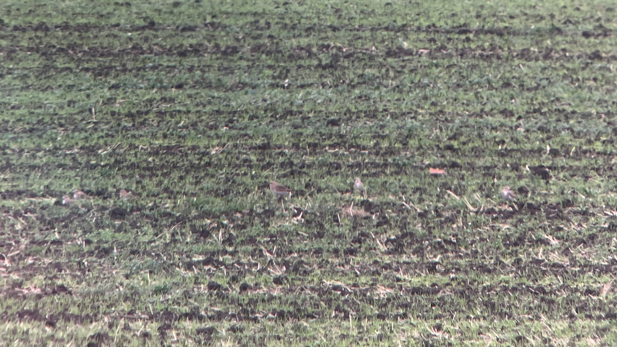 Mountain Plover - ML644095150