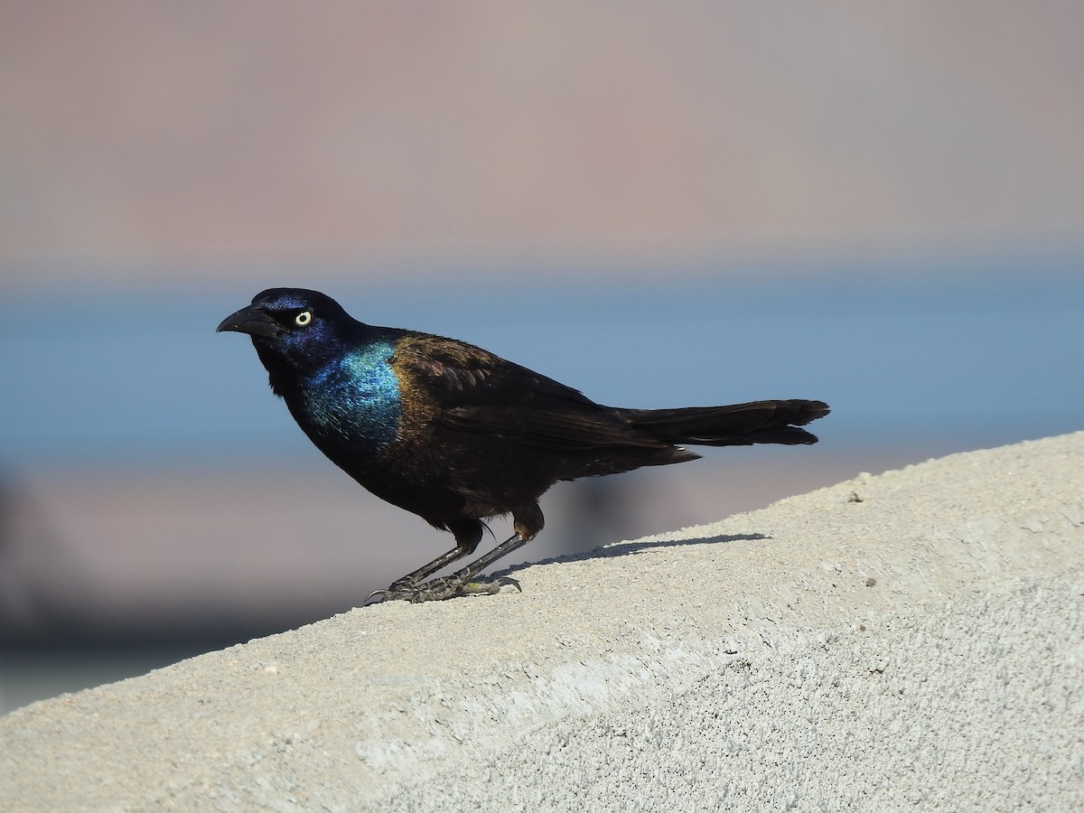 Common Grackle - ML644095151