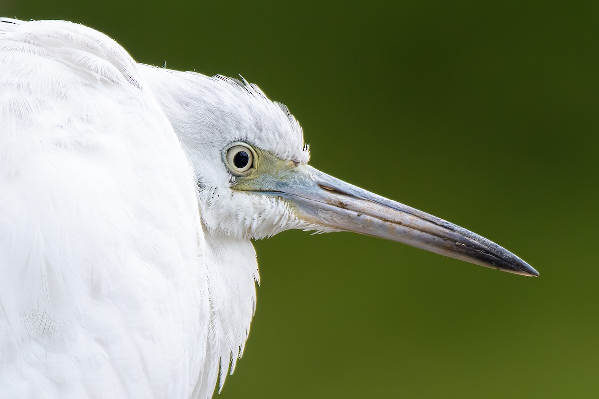 Little Blue Heron - ML644095159