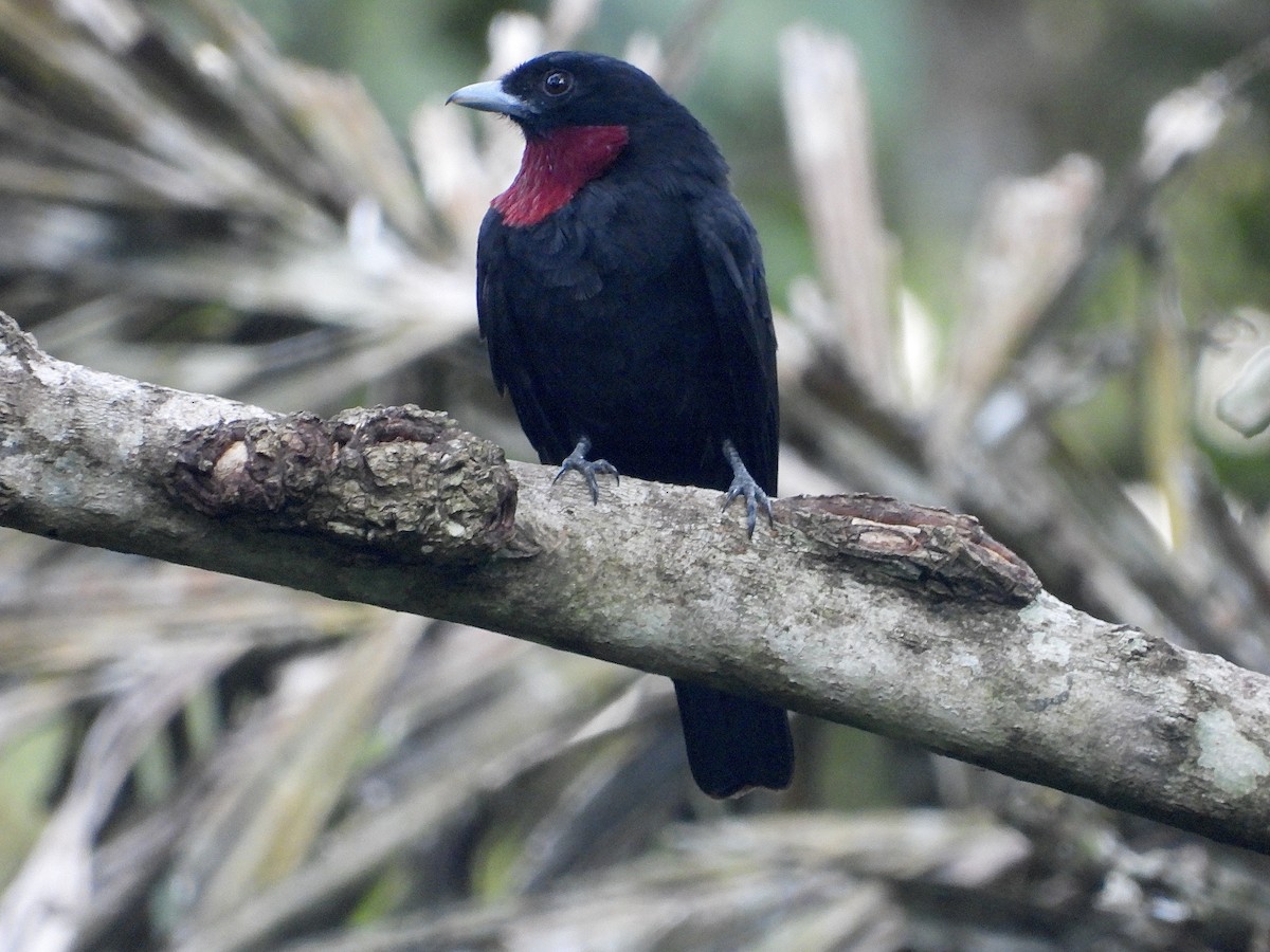 Purple-throated Fruitcrow - ML644095160