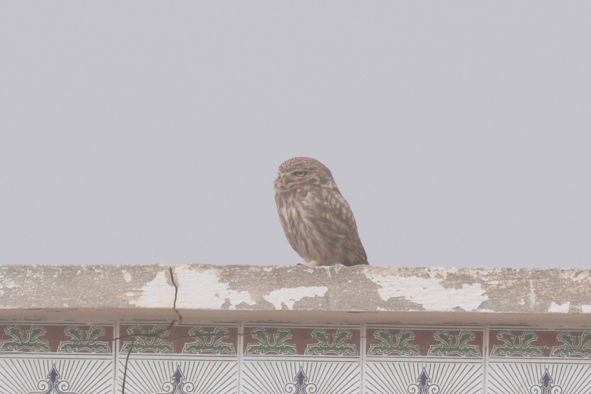Little Owl - ML644095196