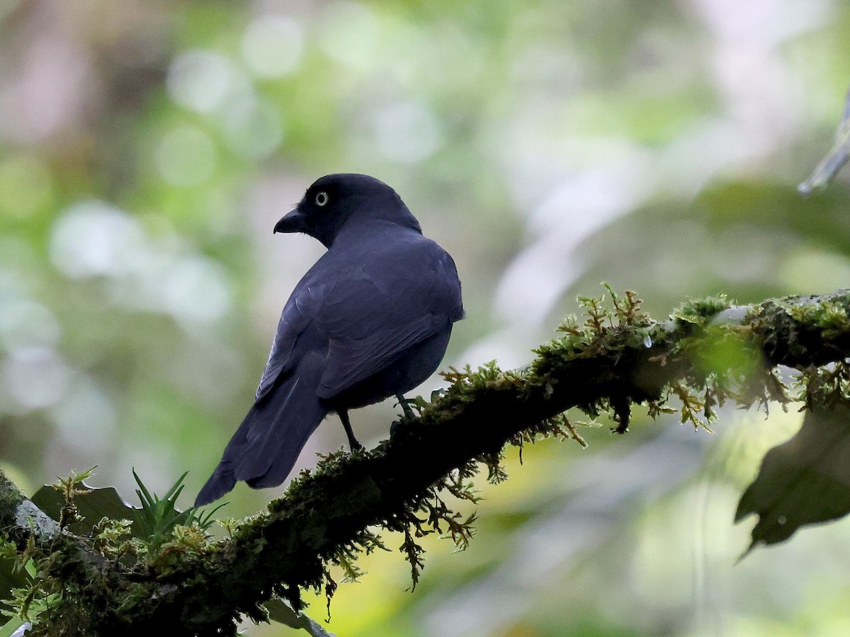 melanesialarveeter - ML644095198