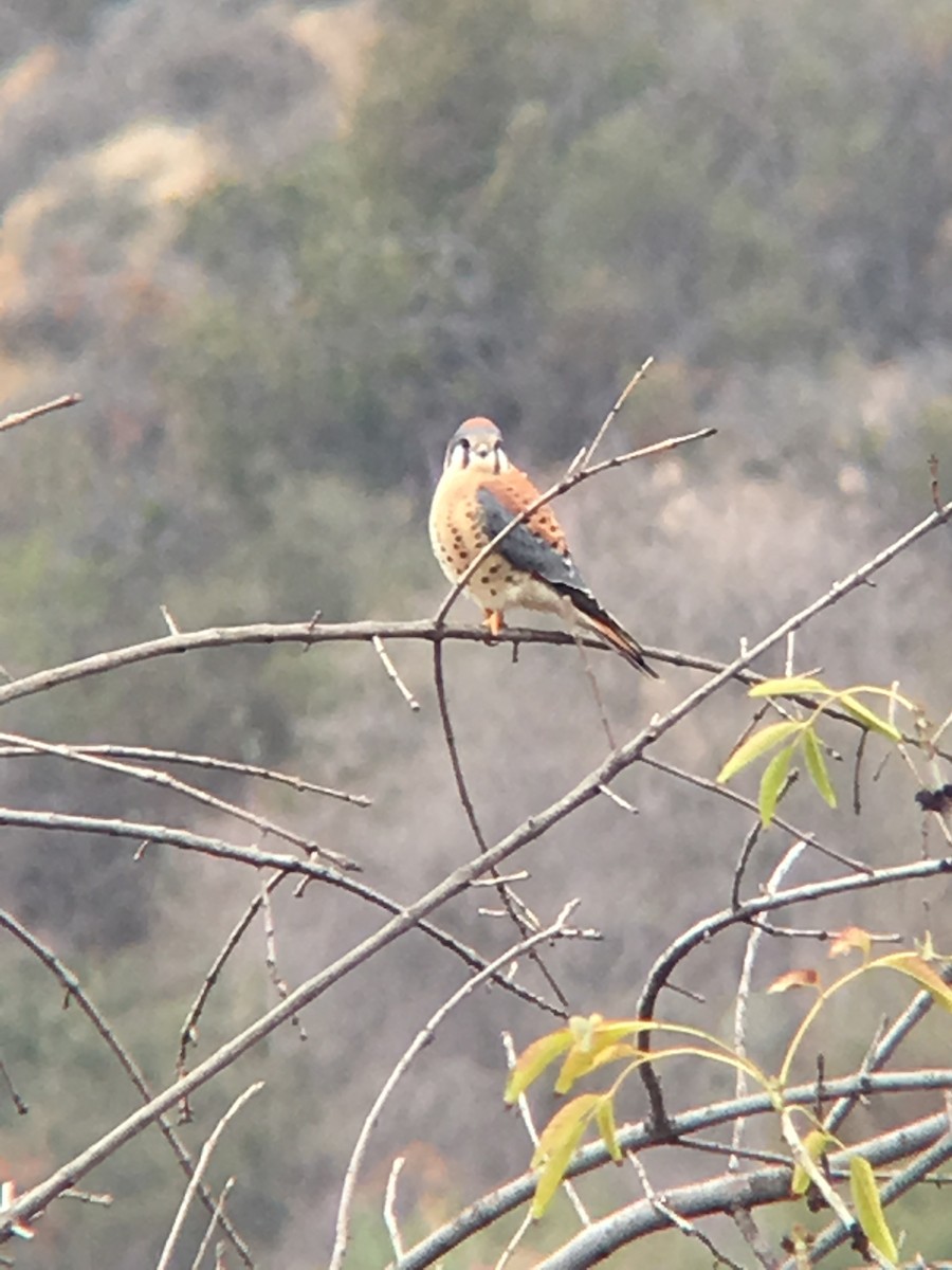 American Kestrel - ML644095204