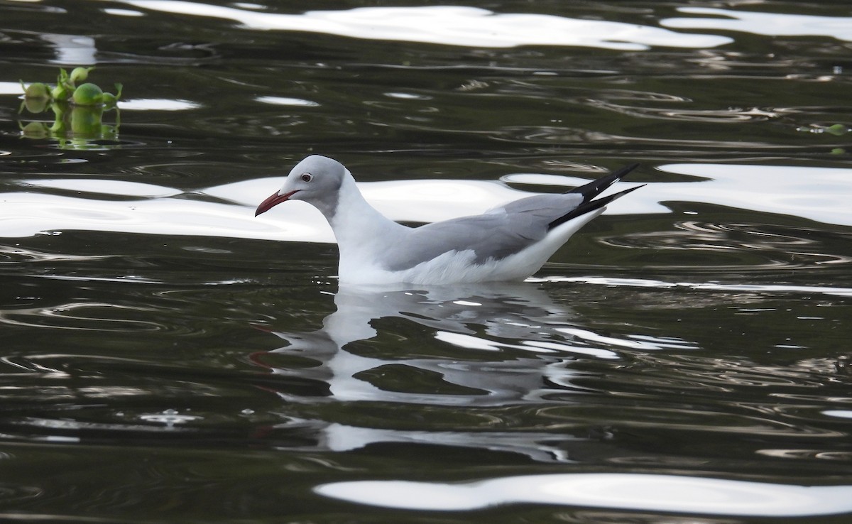 gråhodemåke - ML644095206