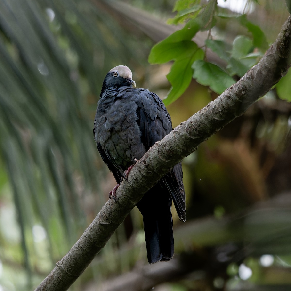 White-crowned Pigeon - ML644095217
