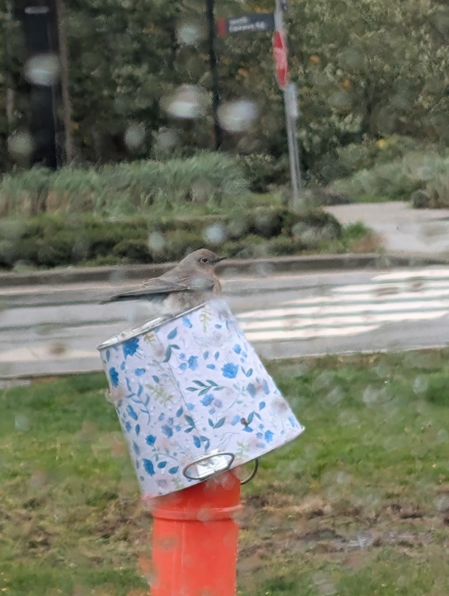 Mountain Bluebird - ML644095220