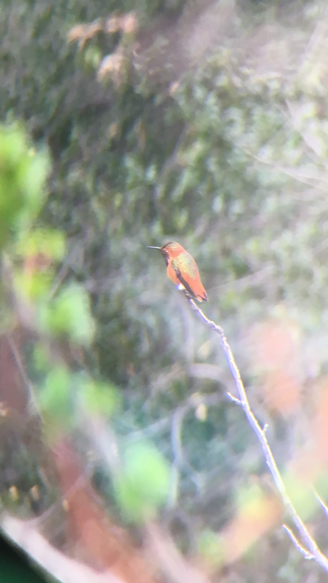 Allen's Hummingbird - ML644095225