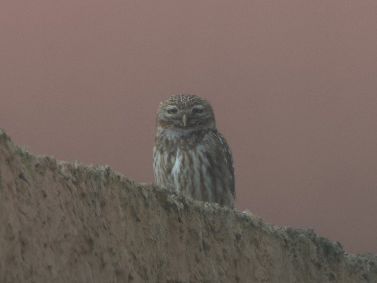 Little Owl - ML644095227