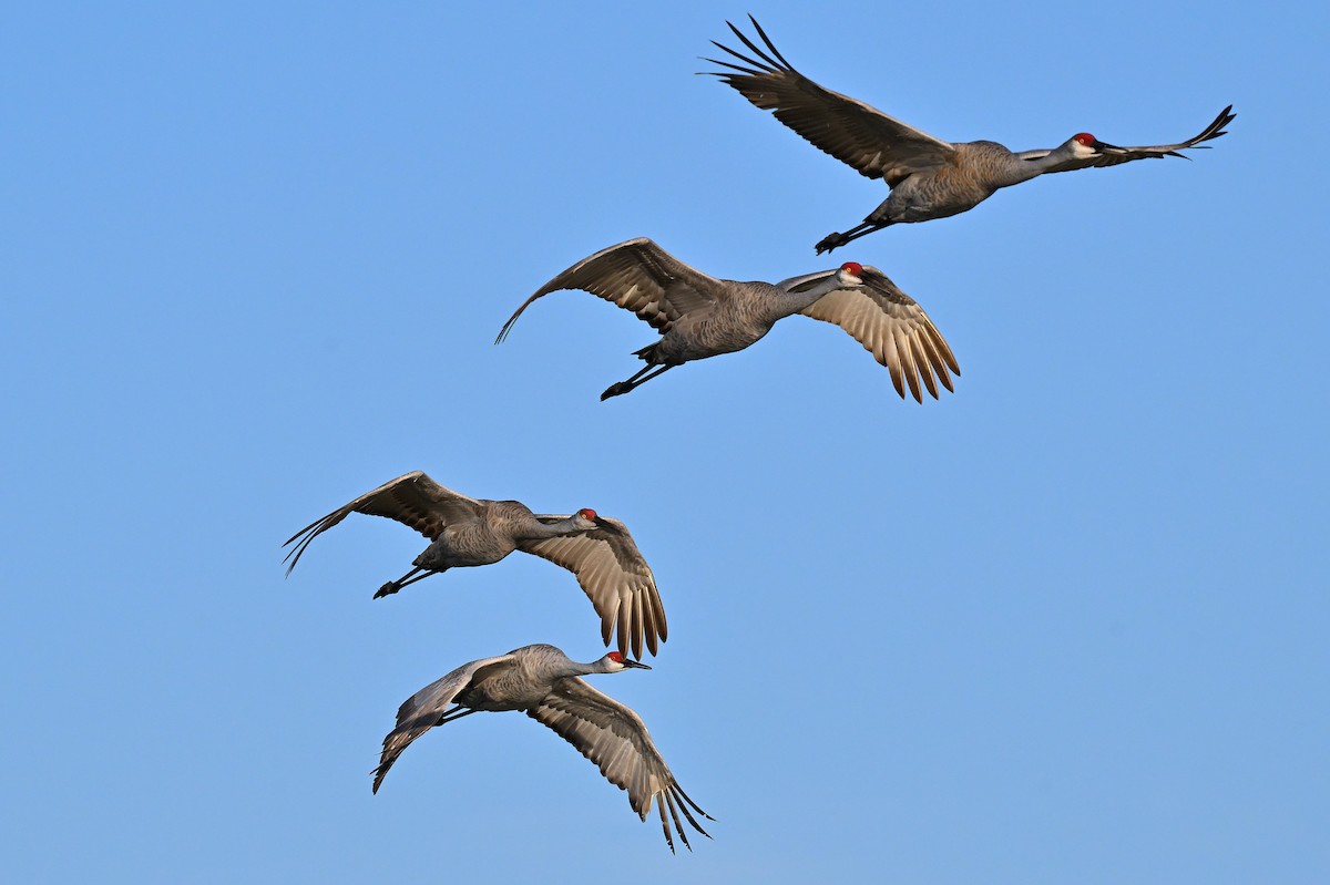 Sandhill Crane - ML644095233