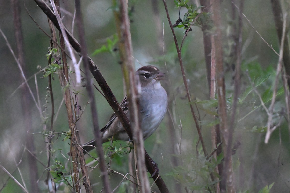 White-crowned Sparrow - ML644095240
