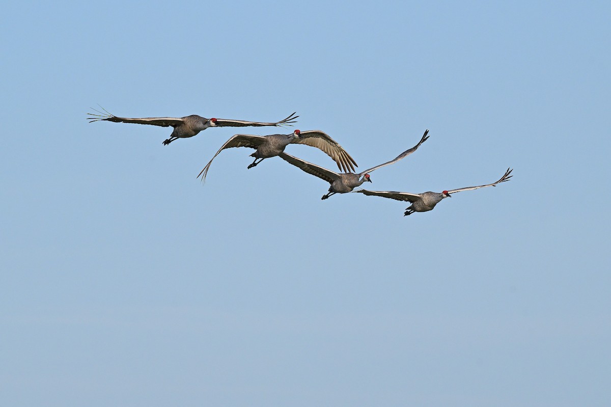 Sandhill Crane - ML644095246