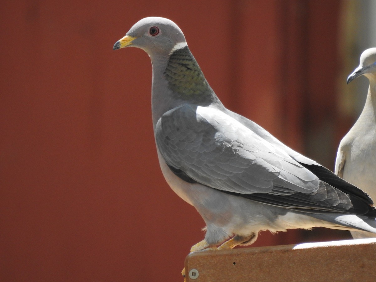 Band-tailed Pigeon - ML644095271