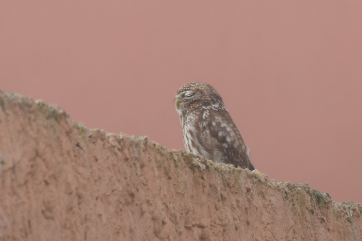 Little Owl - ML644095272