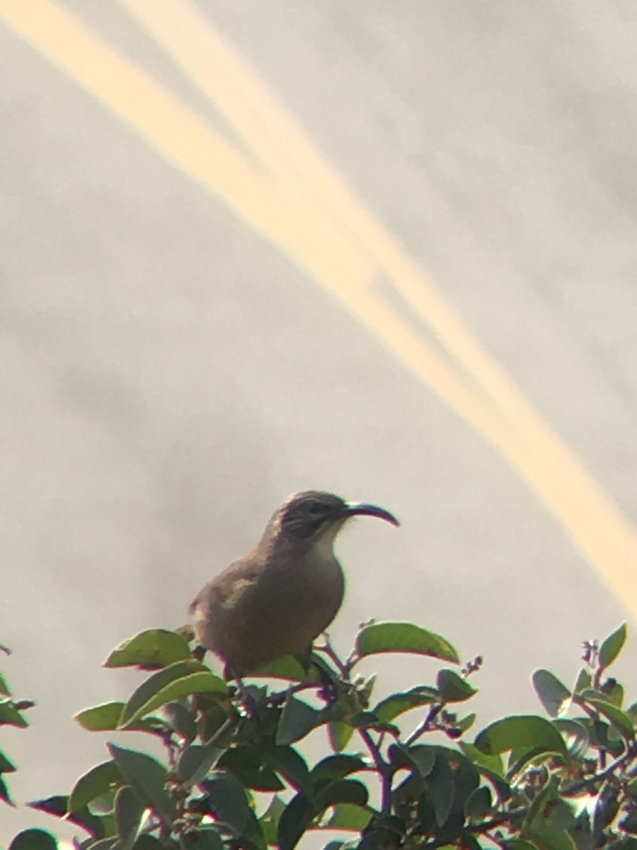 California Thrasher - ML644095281