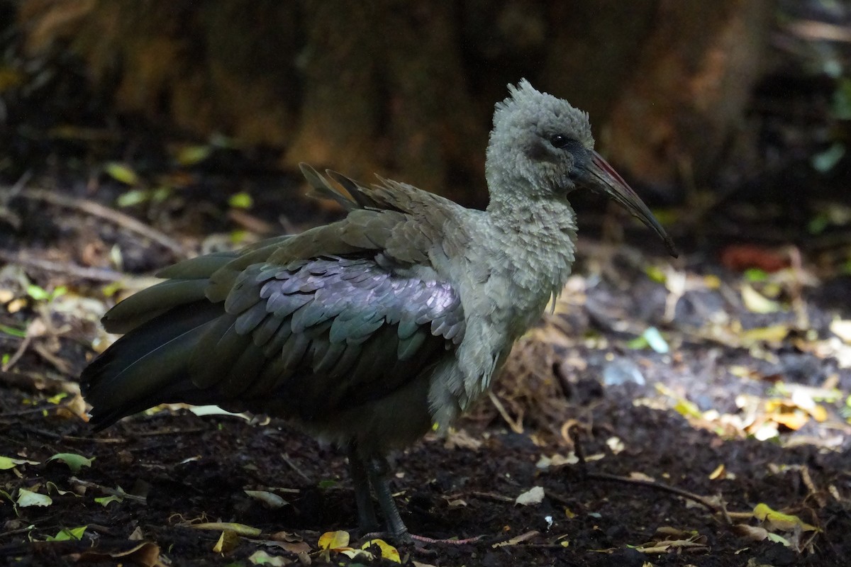 Ibis hagedash - ML644095285