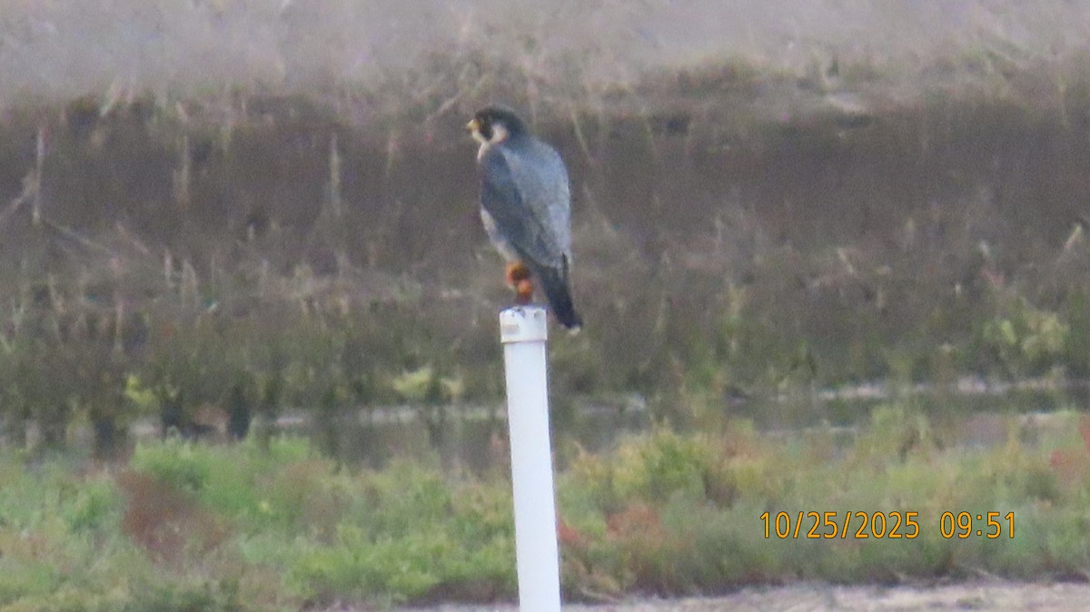 Faucon pèlerin - ML644095286