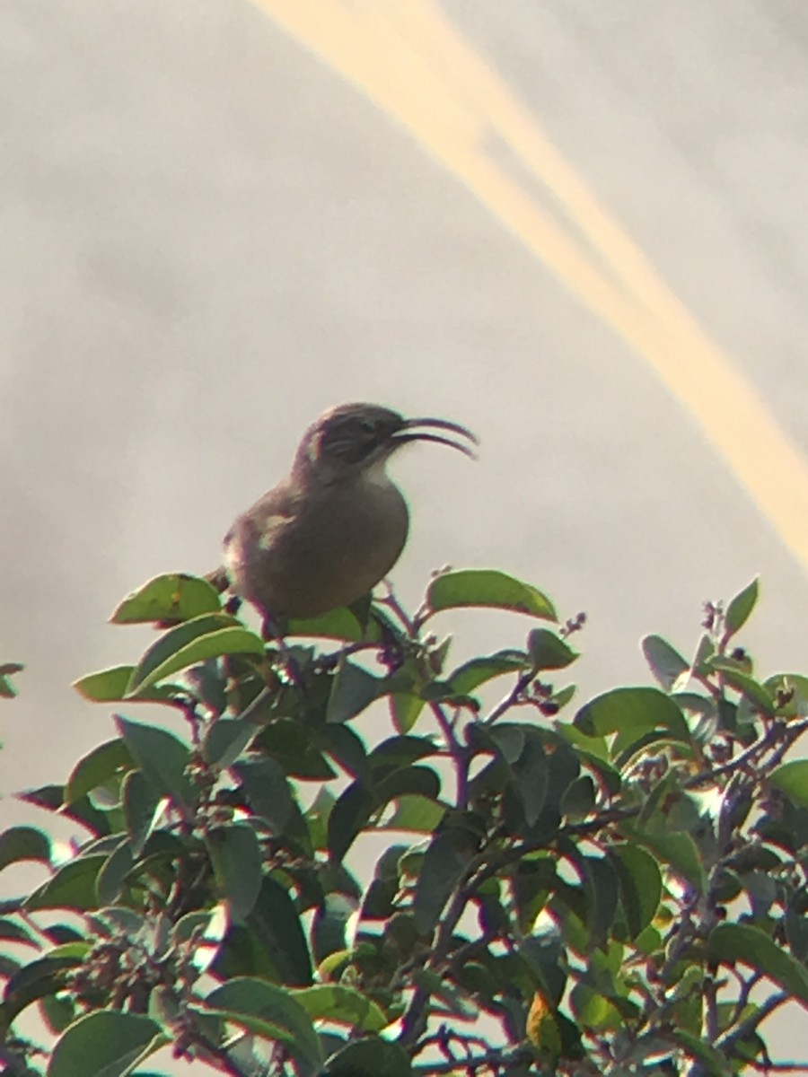 California Thrasher - ML644095288