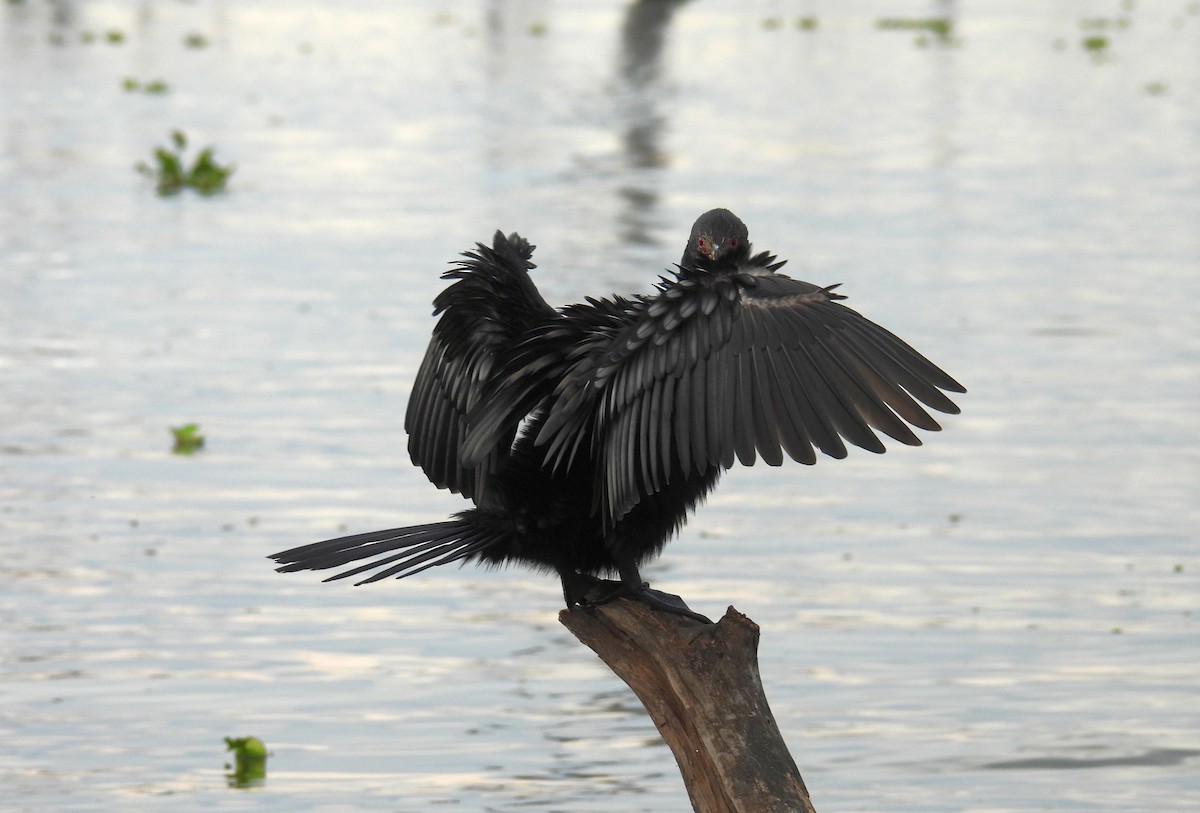 kormorán dlouhoocasý - ML644095293