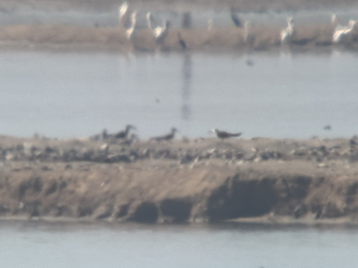 Bec-en-ciseaux noir - ML644095294