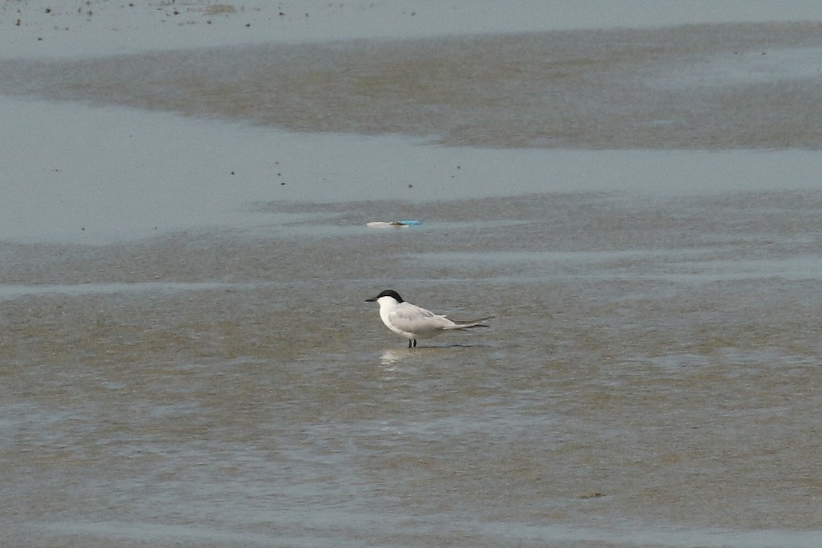 Gull-billed Tern - ML644095301