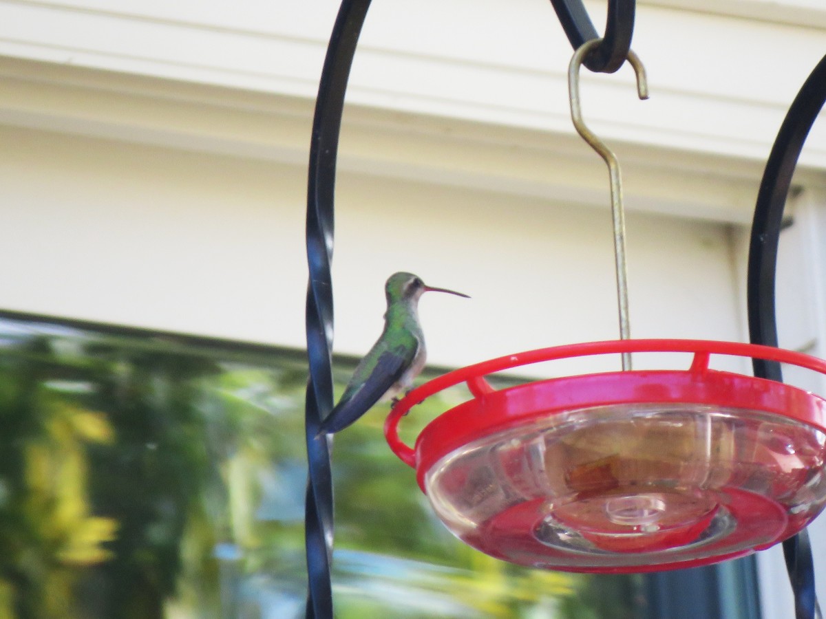 Broad-billed Hummingbird - ML644095312