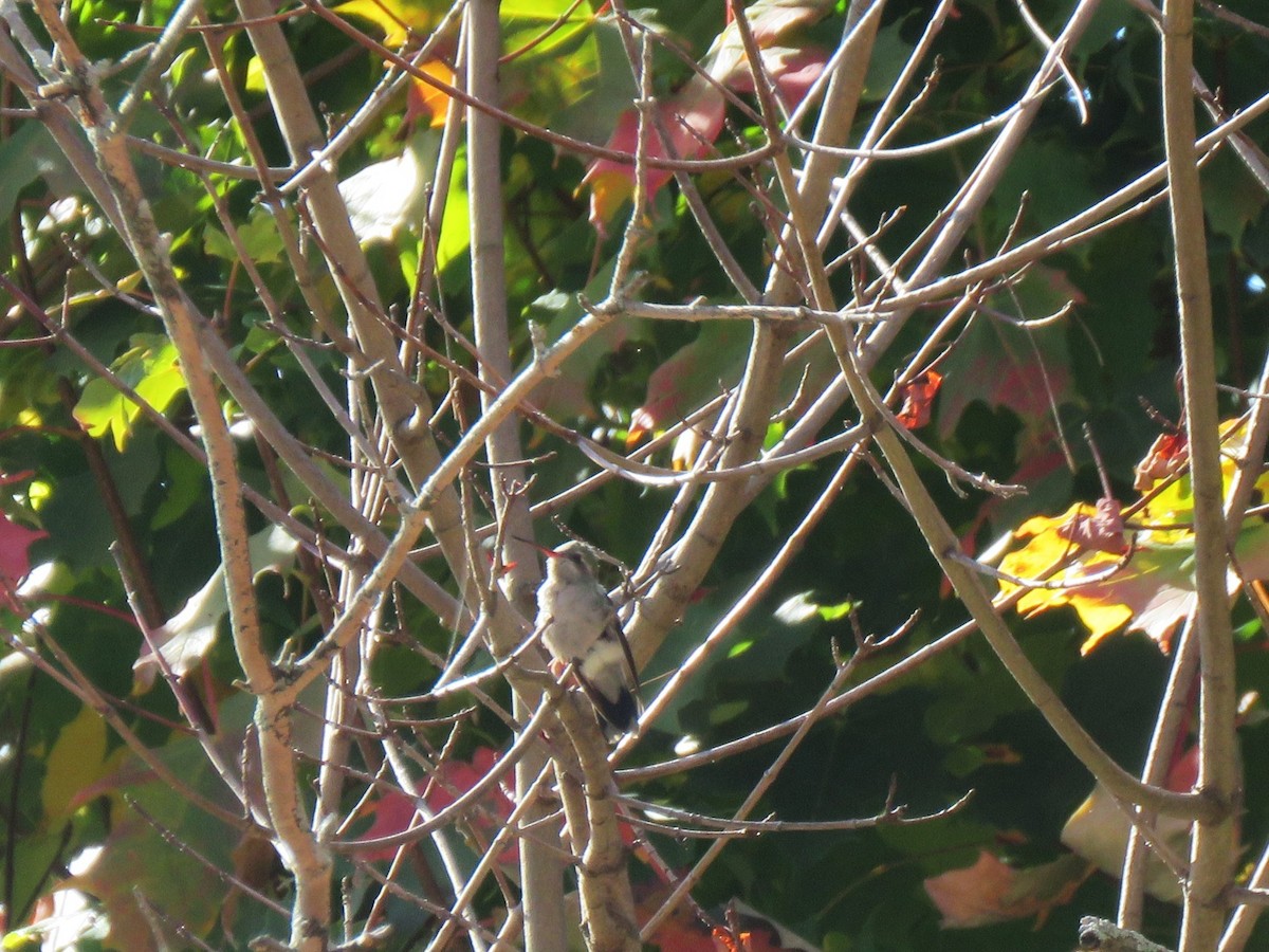 Broad-billed Hummingbird - ML644095317