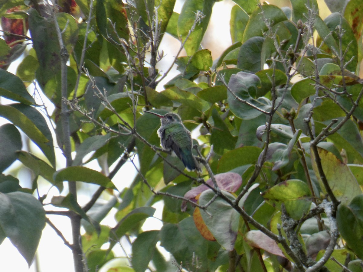 Broad-billed Hummingbird - ML644095322
