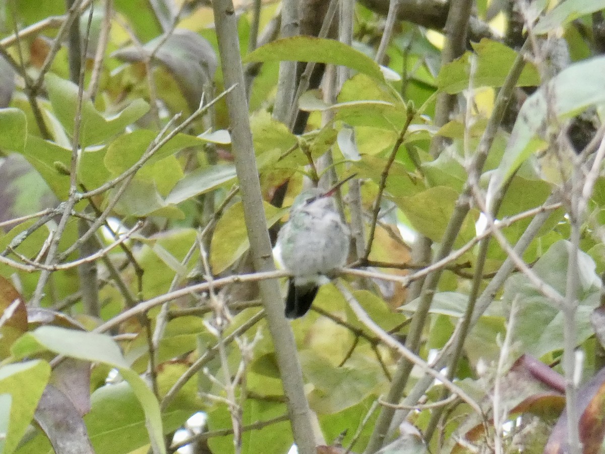 Broad-billed Hummingbird - ML644095326
