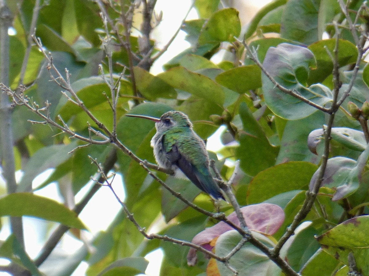 Broad-billed Hummingbird - ML644095327