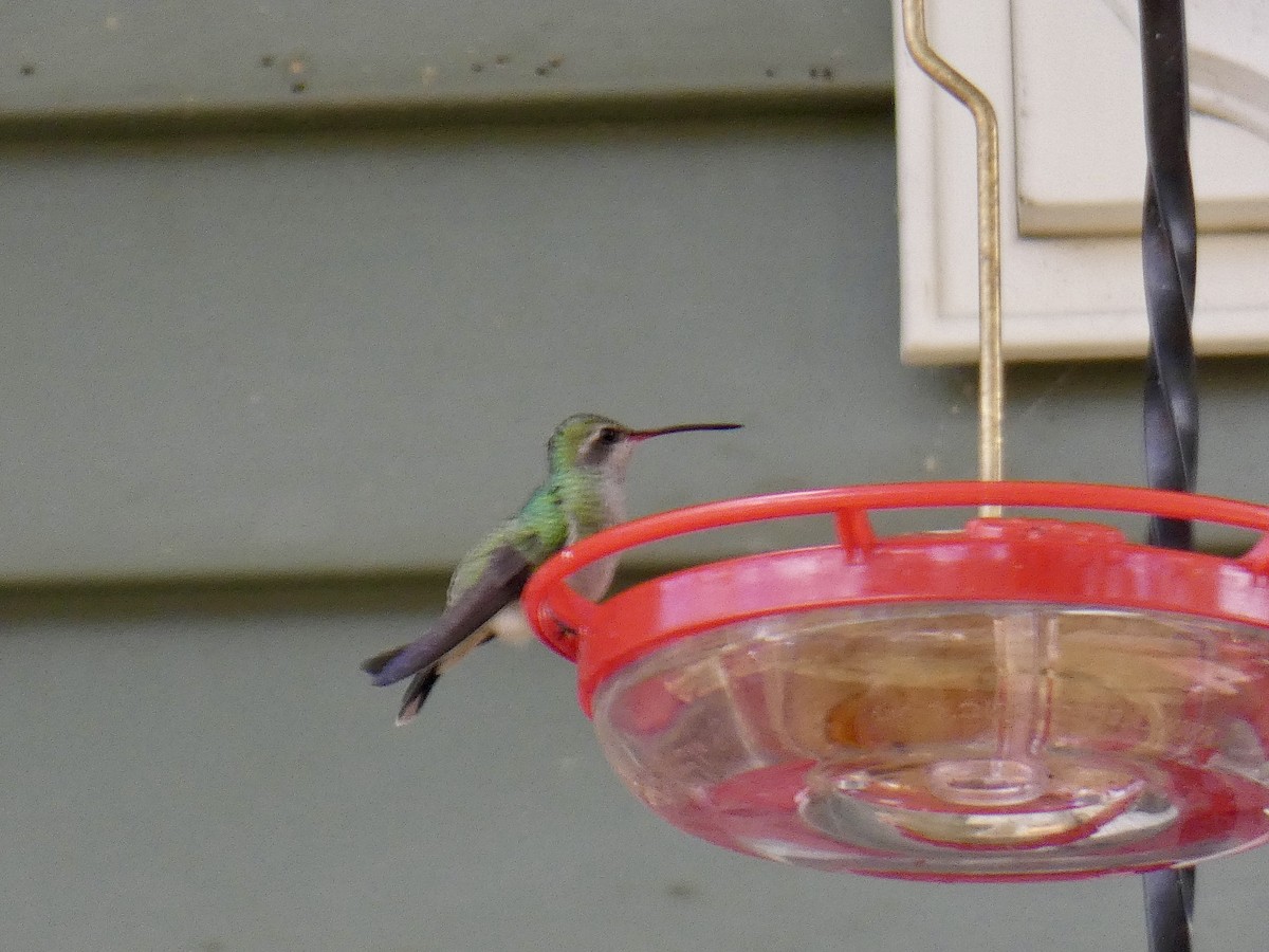 Broad-billed Hummingbird - ML644095328