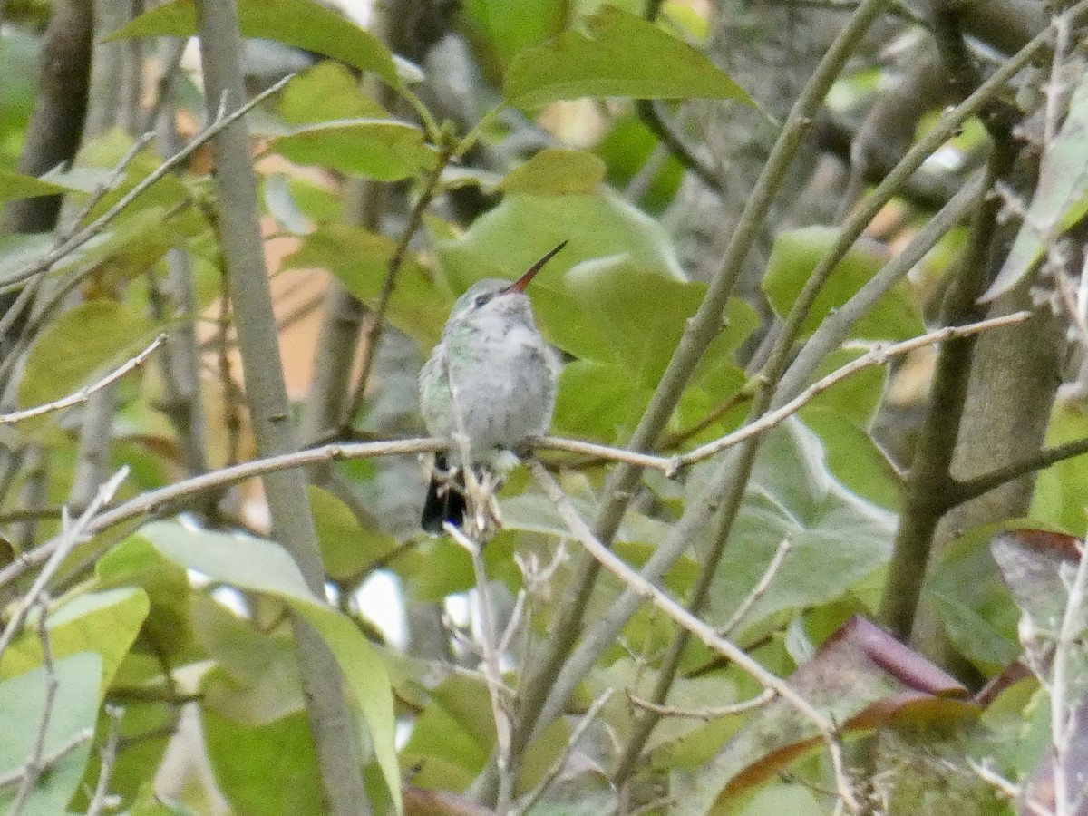 Broad-billed Hummingbird - ML644095329