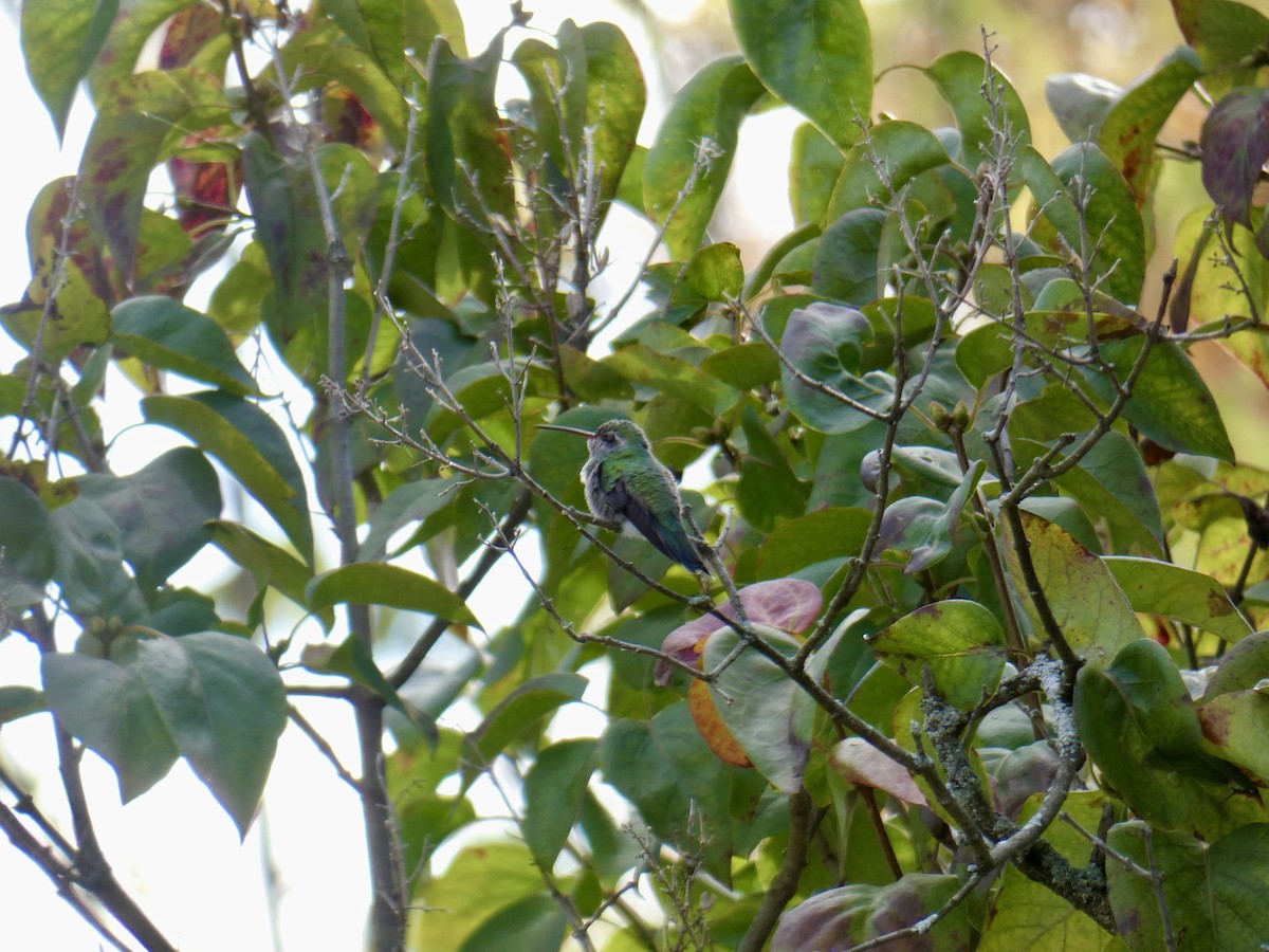 Broad-billed Hummingbird - ML644095330