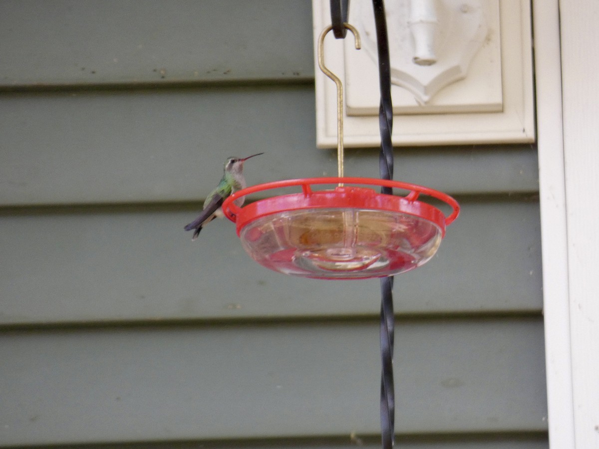 Broad-billed Hummingbird - ML644095333